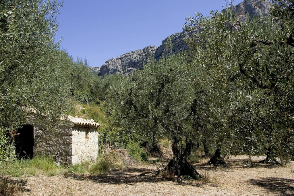 Olives de Nyons - Drôme (L. Pascale)