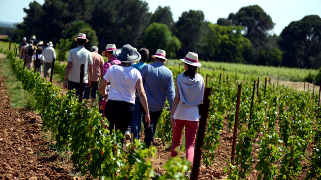 Balade dans les vignes - Team building vin et vigne