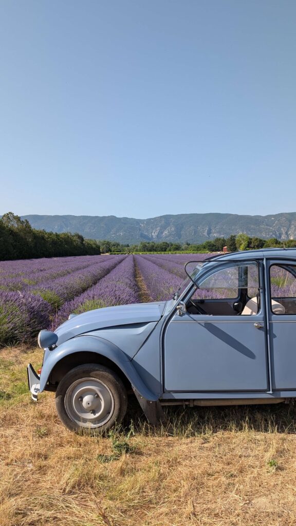Champs de lavande dans le Lubéron - team building en 2CV