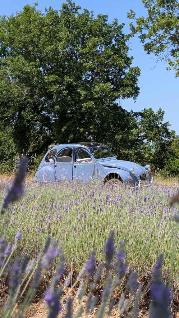 Road trip en 2CV sur les routes du Lubéron bordées de lavande